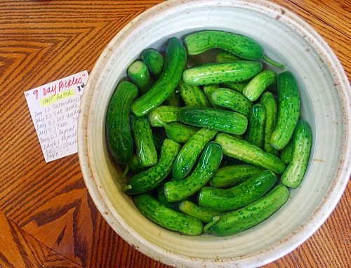 Recipes for 7 day sweet pickles